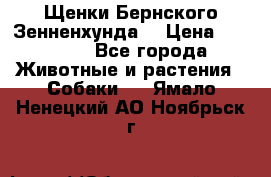 Щенки Бернского Зенненхунда  › Цена ­ 40 000 - Все города Животные и растения » Собаки   . Ямало-Ненецкий АО,Ноябрьск г.